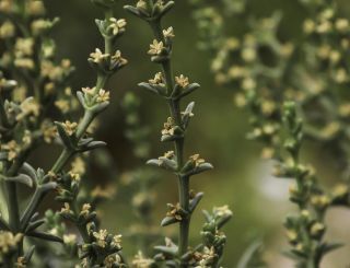 Soda oppositifolia (Desf.) Akhani [5/12]