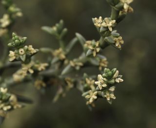 Soda oppositifolia (Desf.) Akhani [6/12]