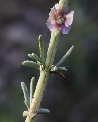 Soda oppositifolia (Desf.) Akhani [7/12]