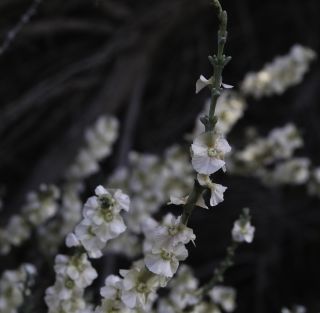 Soda oppositifolia (Desf.) Akhani [8/12]