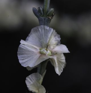 Soda oppositifolia (Desf.) Akhani [9/12]