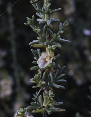 Soda oppositifolia (Desf.) Akhani [10/12]