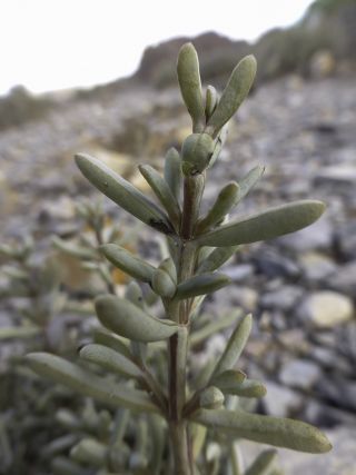 Soda oppositifolia (Desf.) Akhani [11/12]