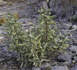 Soda oppositifolia (Desf.) Akhani [12/12]