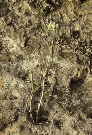 Allium paniculatum subsp. antiatlanticum (Emb. & Maire) Maire & Weiller [1/10]