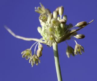 Allium paniculatum subsp. antiatlanticum (Emb. & Maire) Maire & Weiller [8/10]