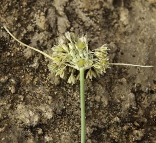 Allium paniculatum subsp. antiatlanticum (Emb. & Maire) Maire & Weiller [3/10]