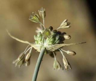 Allium paniculatum subsp. antiatlanticum (Emb. & Maire) Maire & Weiller [10/10]