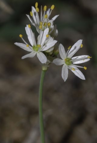 Allium roseum L. [7/9]