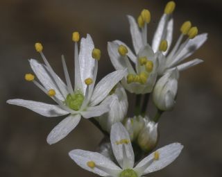 Allium roseum L. [4/9]