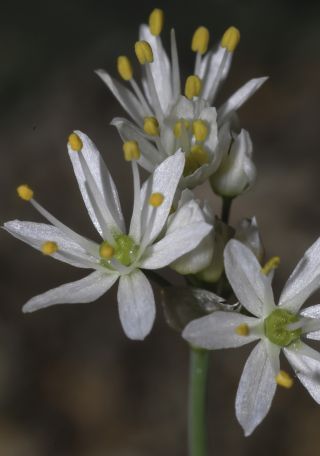 Allium roseum L. [6/9]