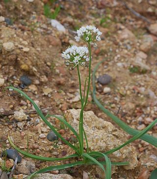 Allium roseum L. [1/9]