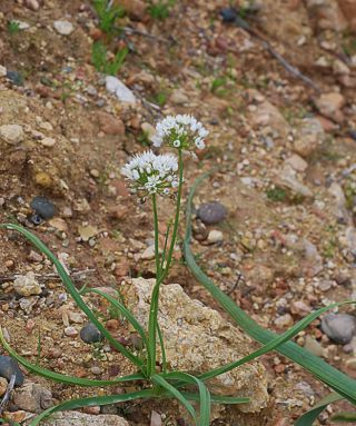 Allium roseum L. [2/9]