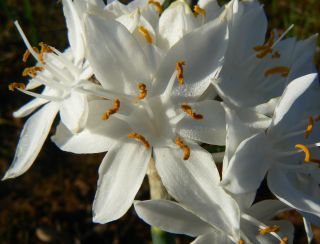 Narcissus broussonetii Lag. [5/12]