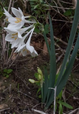 Narcissus broussonetii Lag. [10/12]
