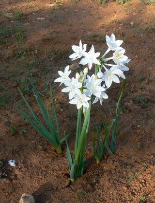 Narcissus broussonetii Lag. [6/12]