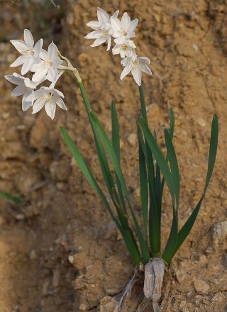 Narcissus broussonetii Lag. [8/12]
