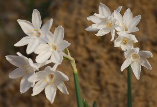 Narcissus broussonetii Lag. [9/12]