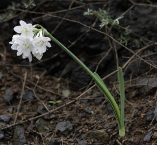 Narcissus broussonetii Lag. [11/12]
