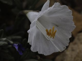 Narcissus cantabricus DC. [5/6]