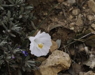 Narcissus cantabricus DC. [1/6]