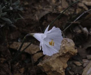 Narcissus cantabricus DC. [2/6]