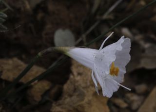 Narcissus cantabricus DC. [3/6]