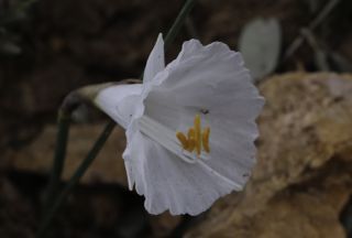Narcissus cantabricus DC. [4/6]