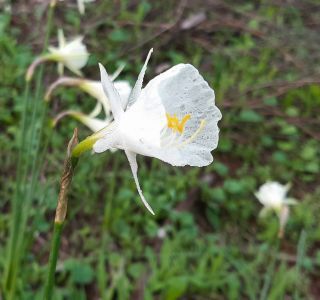 Narcissus cantabricus DC. [6/6]