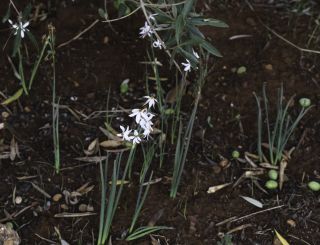 Narcissus elegans (Haw.) Spach [2/8]