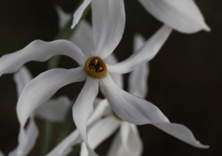 Narcissus elegans (Haw.) Spach [6/8]