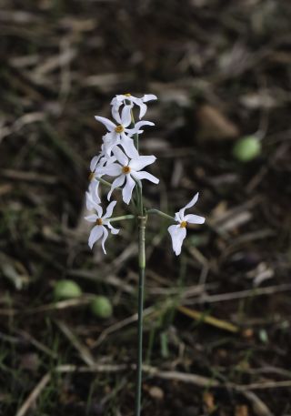 Narcissus elegans (Haw.) Spach [7/8]
