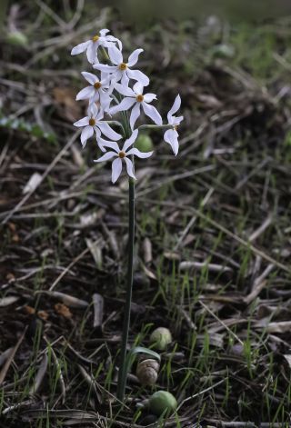 Narcissus elegans (Haw.) Spach [1/8]
