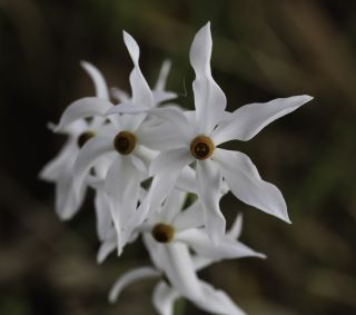 Narcissus elegans (Haw.) Spach [4/8]