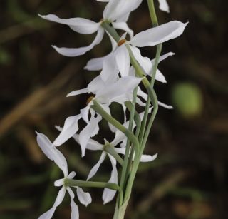 Narcissus elegans (Haw.) Spach [5/8]