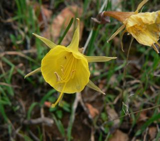 Narcissus gr. bulbocodium [1/8]
