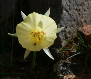 Narcissus gr. bulbocodium [3/8]