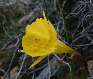 Narcissus gr. bulbocodium [4/8]