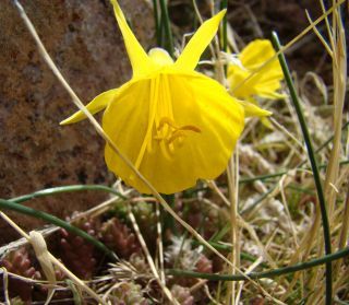 Narcissus gr. bulbocodium [7/8]