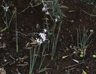 Narcissus malacitanus Fernández Casas [2/8]