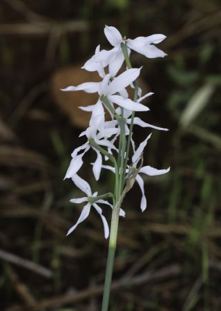 Narcissus malacitanus Fernández Casas [3/8]