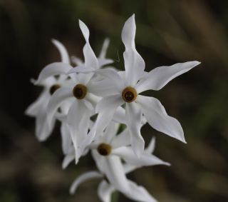 Narcissus malacitanus Fernández Casas [4/8]