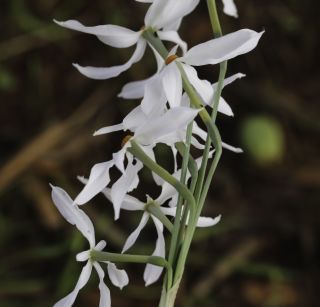 Narcissus malacitanus Fernández Casas [5/8]