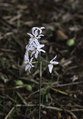 Narcissus malacitanus Fernández Casas [7/8]