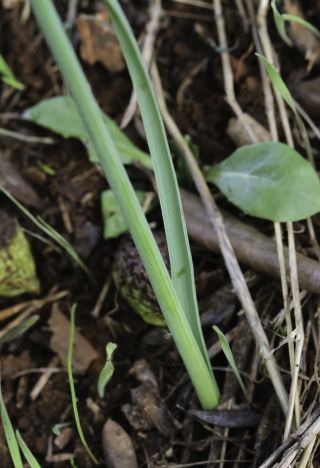 Narcissus malacitanus Fernández Casas [8/8]