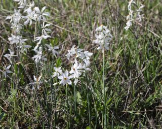 Narcissus obsoletus (Haw.) Spach [1/6]