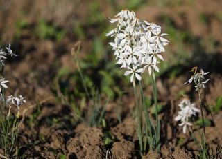 Narcissus obsoletus (Haw.) Spach [2/6]