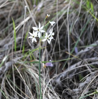 Narcissus obsoletus (Haw.) Spach [3/6]