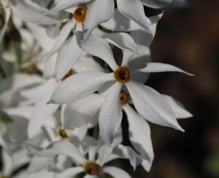 Narcissus obsoletus (Haw.) Spach [4/6]