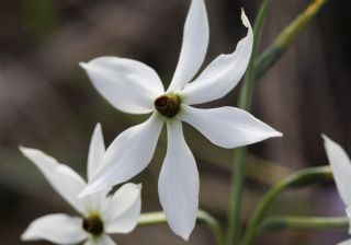 Narcissus obsoletus (Haw.) Spach [5/6]